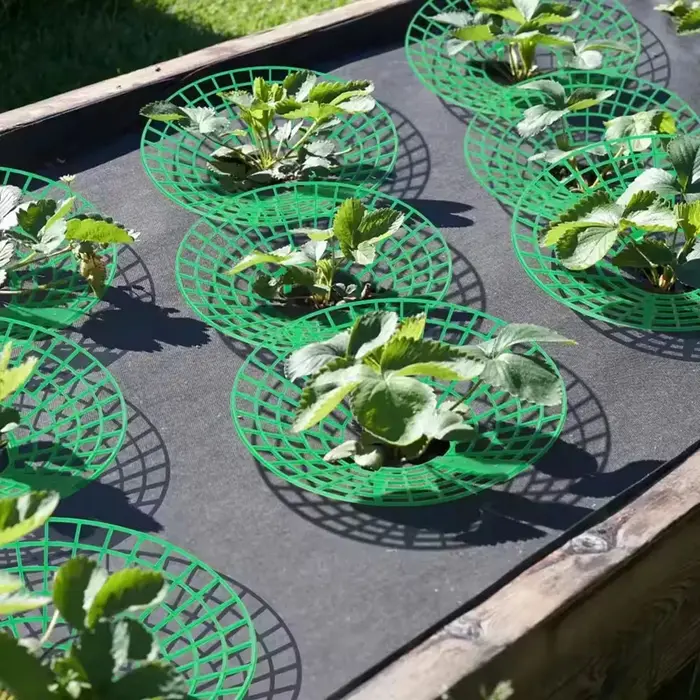 Supports pour plantes à fraises