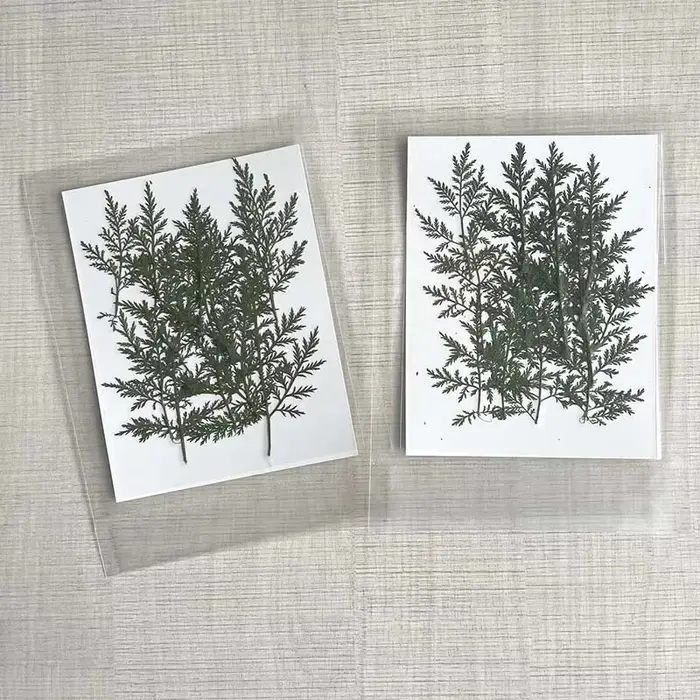 Feuilles naturelles séchées et pressées