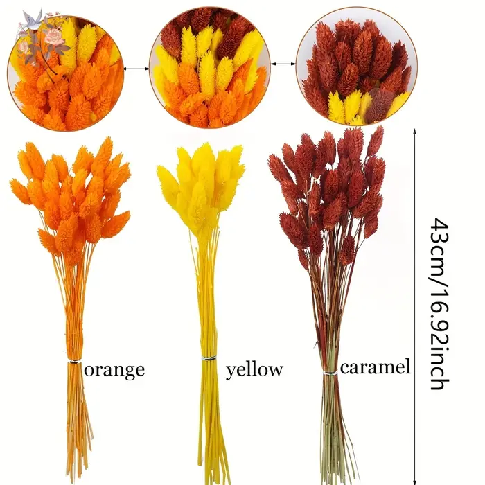 100 pièces de fleurs séchées naturelles Phalaris pour remplissage de vase