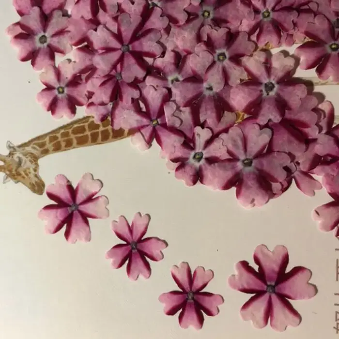 Fleur de verveine Hortensis séchée pressée