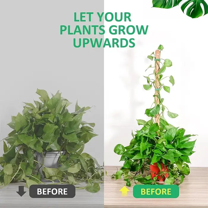 Échafaudage de plantes déformables