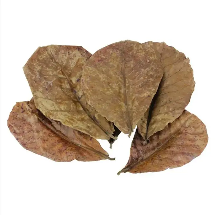 Terminal naturel Catappa Foetida feuilles île feuille d'amande traitement de nettoyage de poisson réservoir d'aquarium livraison directe