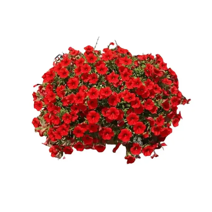 Fleurs artificielles résistantes aux UV, fleurs artificielles de pétunia résistantes aux UV, fausses