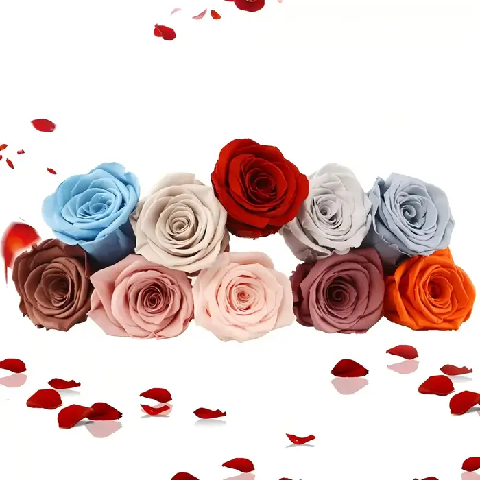 Roses conservées de qualité B 4-5cm