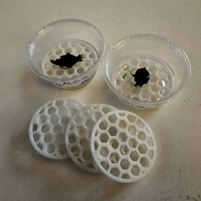 Support de Levage pour Bulbes d'Alocasia