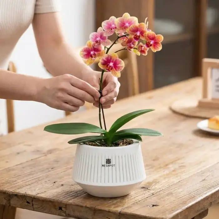 Pot à orchidées en maille de type split