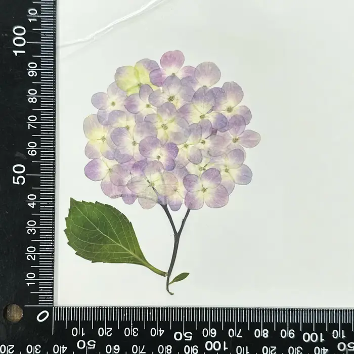 1 sac, fleurs d'hortensia Dryd à branche entière, cadres Photo de fleurs pressées, cartes de vœux, a