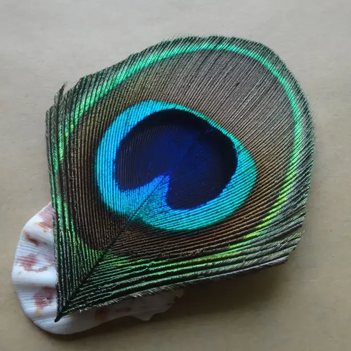 Grand Oeil de Plume de paon naturel bleu