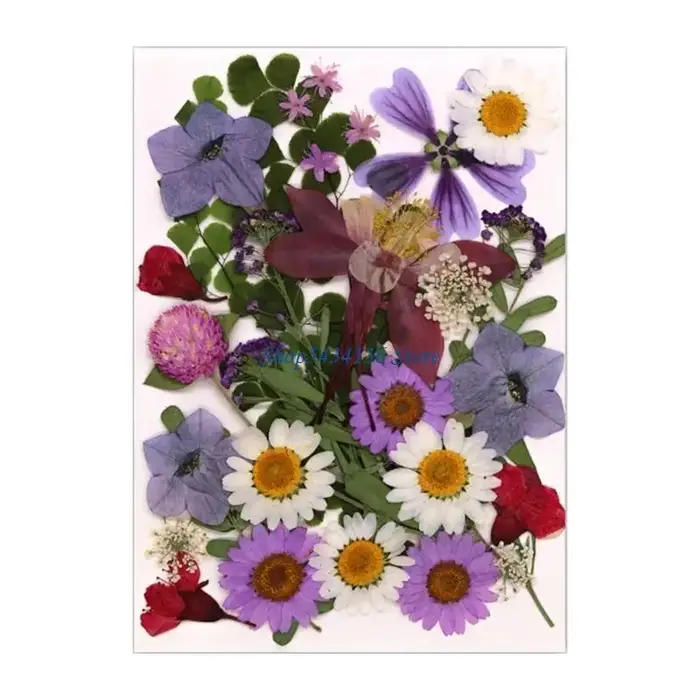 Fleur séchée pressée H7 pour moule en résine Feuilles fleurs séchées pressées naturelles pour le feuillette scrapbooking