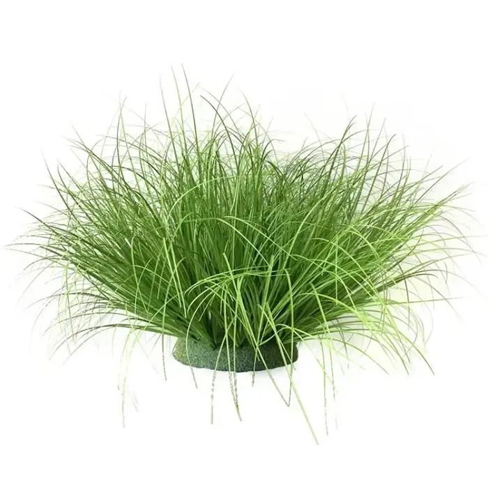 Simulation d'herbe à oignon