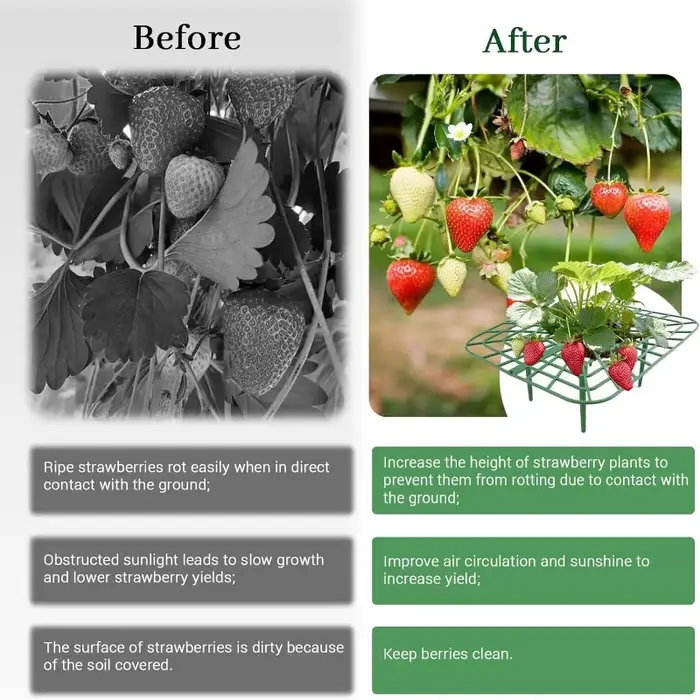 Supports pour plantes à fraises