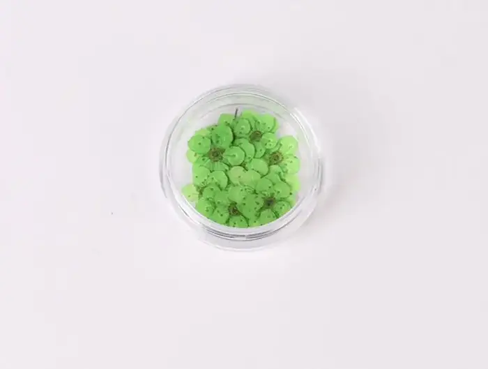 Fleur de prunier de narcisse séchée pressée