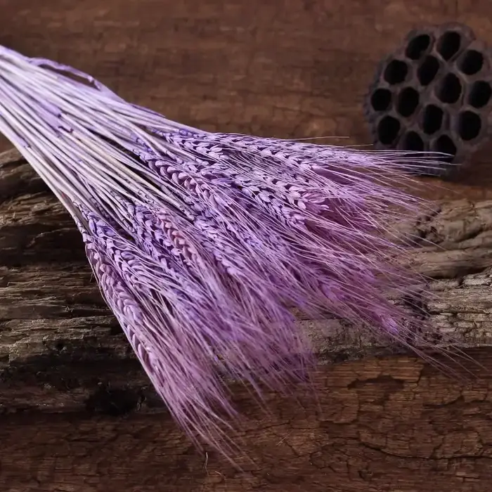 Tiges de blé séchées naturelles
