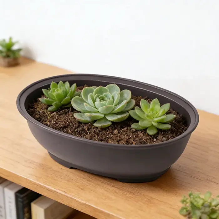 Pots à bonsaï ovales en plastique