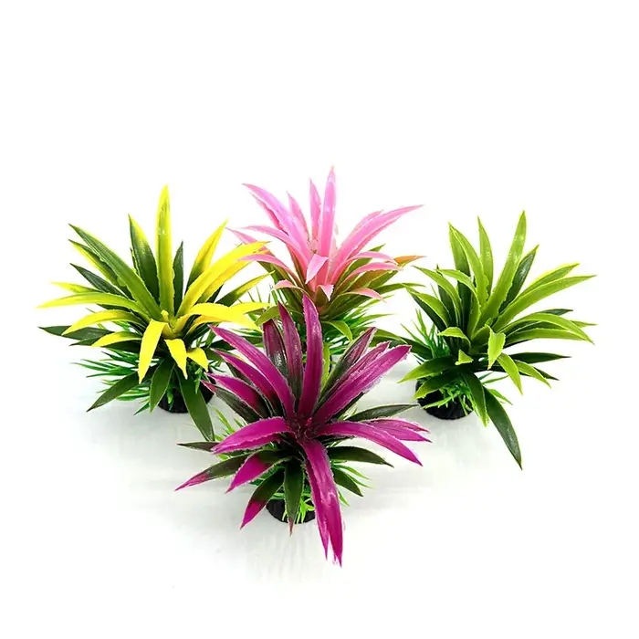 Plantes d'aquarium de petite taille