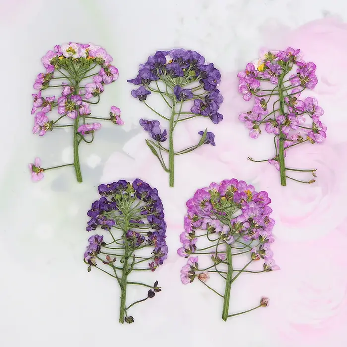 12 pièces, fleur pressée douce Alyssum naturelle