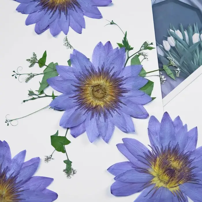Pétales de Nénuphar Bleus Naturels Pressés et Séchés pour la Résine Époxy, Marque-pages, Cadres Photo, Fournitures Artisanales DIY Flora