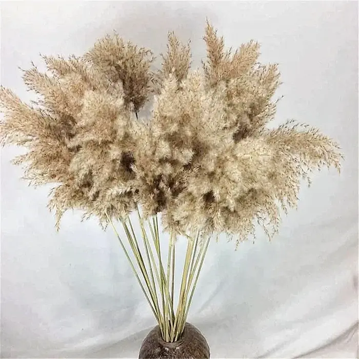 Bouquet de fleurs séchées naturelles, pampas de roseau, épis de blé, herbe à queue de lapin, foin po