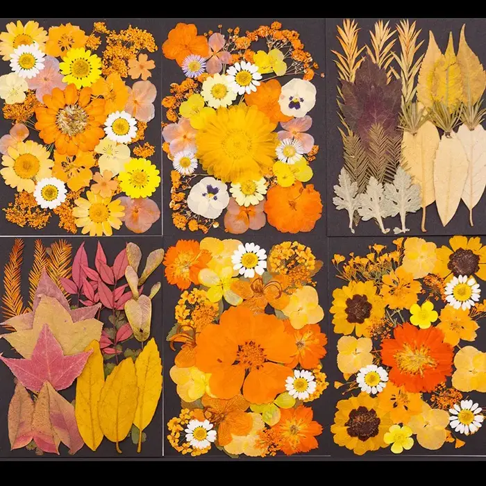 Série Orange fleurs pressées séchées mélangées pour bricolage