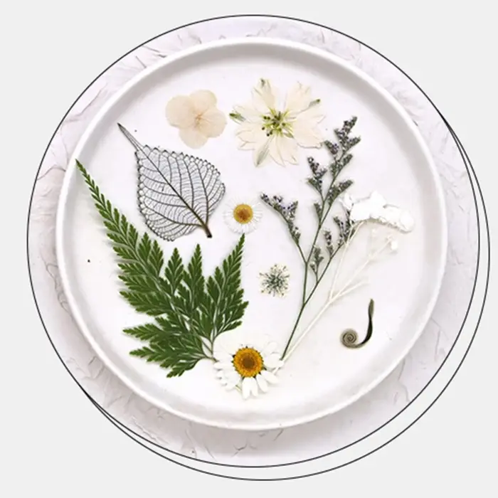 Fleurs séchées pressées pour résine