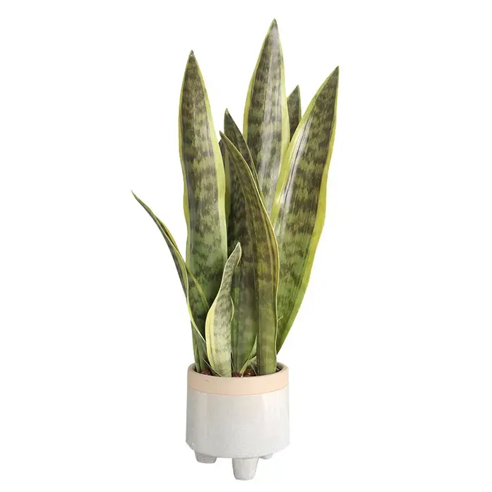 Plantes de tigre Piran artificielles en plastique Tropical