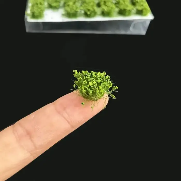 Cluster de fleurs miniatures