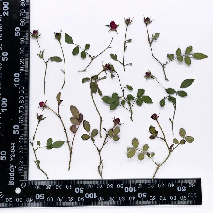 12 pièces, Branches de roses séchées à bourgeons multiples, fleurs pressées, plantes naturelles pour