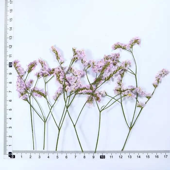 6 pièces, fleurs séchées pressées en herbe de cristal véritable, fournitures artisanales de bricolag