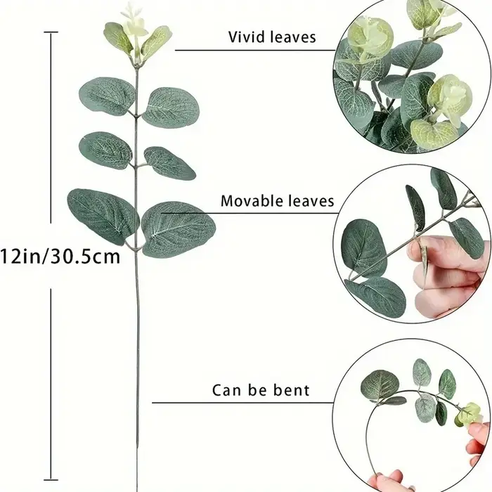 Tiges de feuilles d'eucalyptus