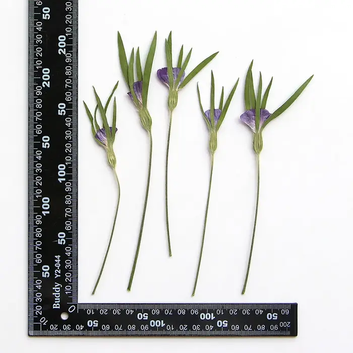 12 pièces, fleurs séchées naturelles d'Agrostemma Githigo pressées, pour l'art végétal en résine DIY