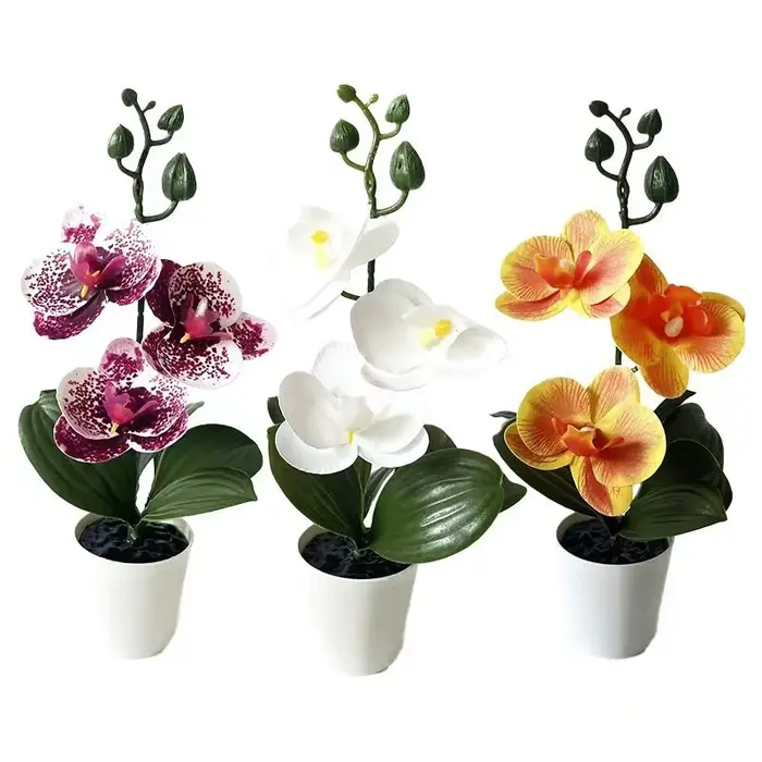 Mini orchidée papillon en pot avec 3 fleurs