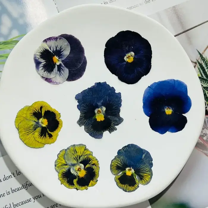 Fleurs séchées pressées pour l'art en résine