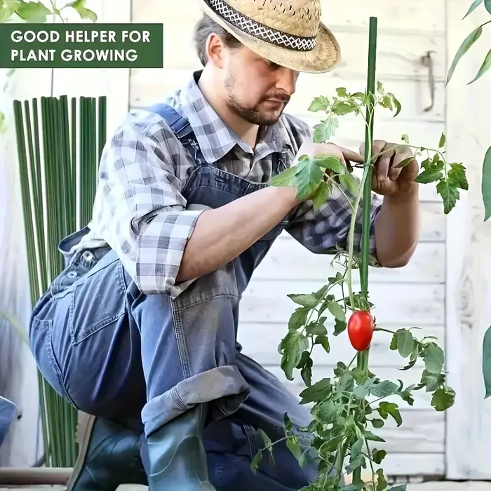 Nouvelles tiges de soutien pour plantes de tomates - robustes et durables