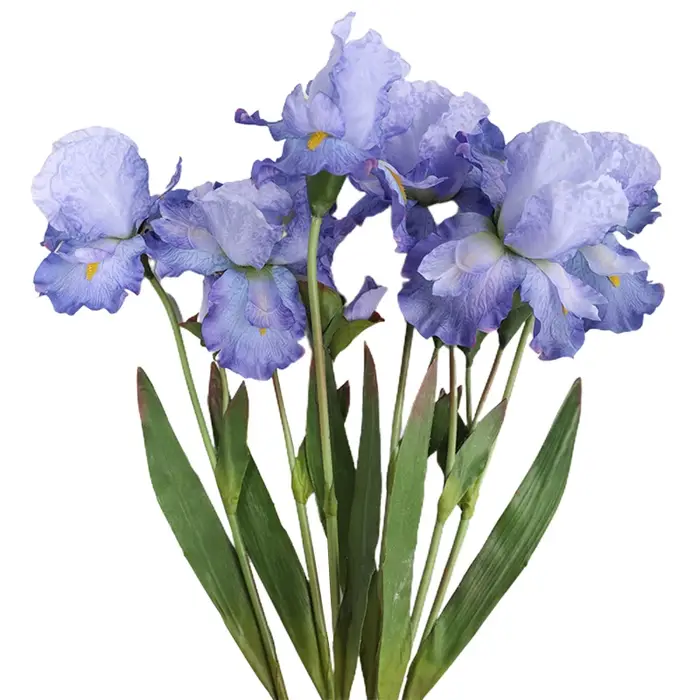 Fleurs injirlandaises Alice Iris