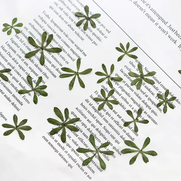 Nature Green Leaves Pressed Flower