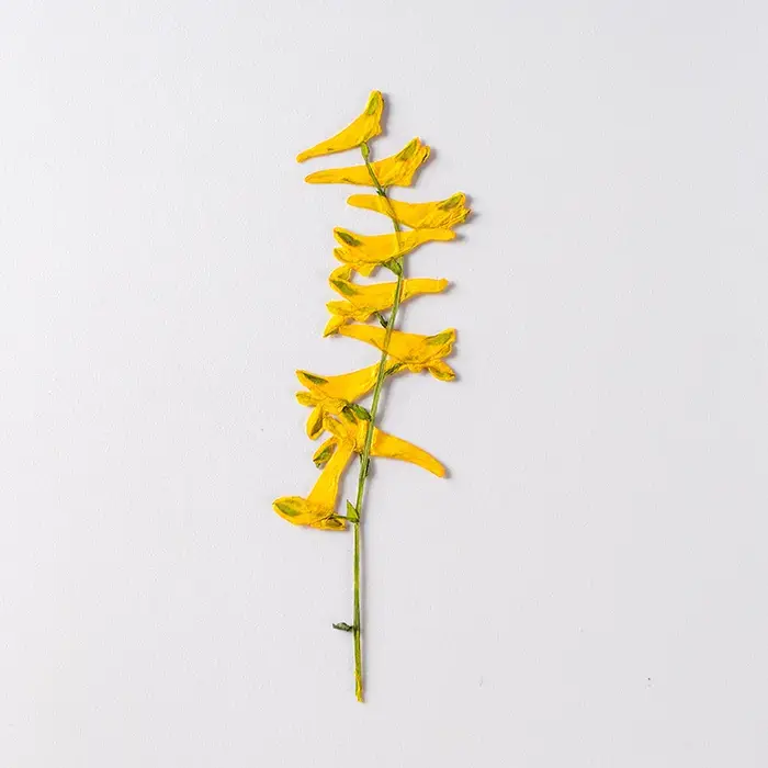 6 pièces/6-10 cm, fleurs séchées d'herbe de perroquet naturelles