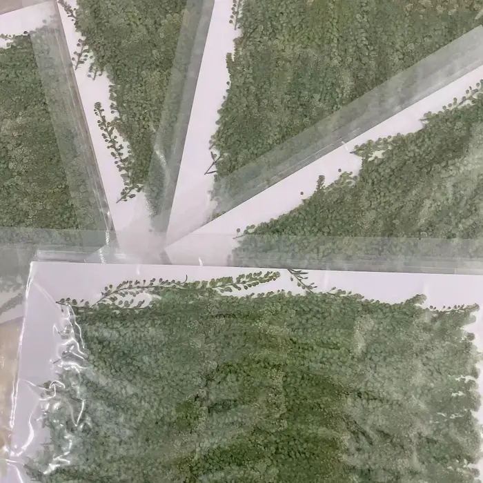 250 feuilles de Lepidium Apetalum pressées et séchées