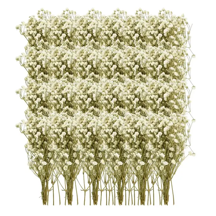 50 Pièces de Fleurs Séchées Naturelles Colorées Gypsophiles pour Arrangements Floraux DIY, Cadeaux d