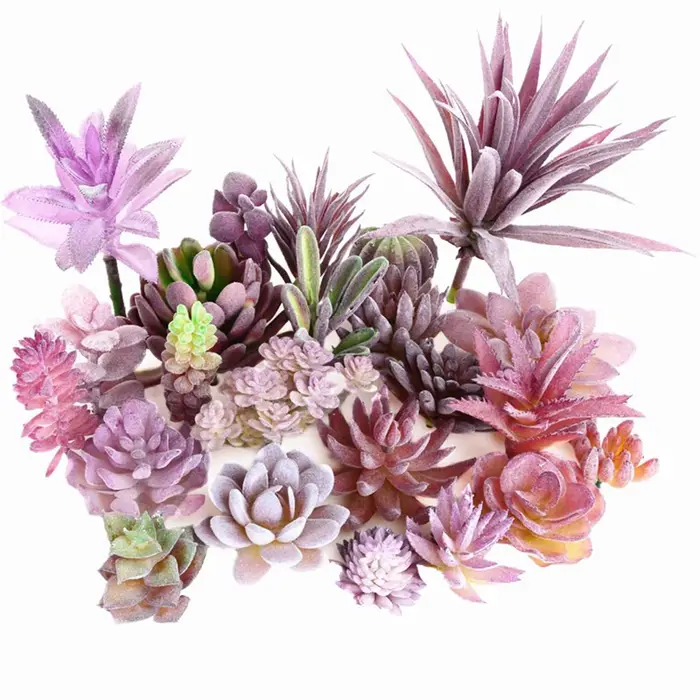 Tête de fleur succulente
