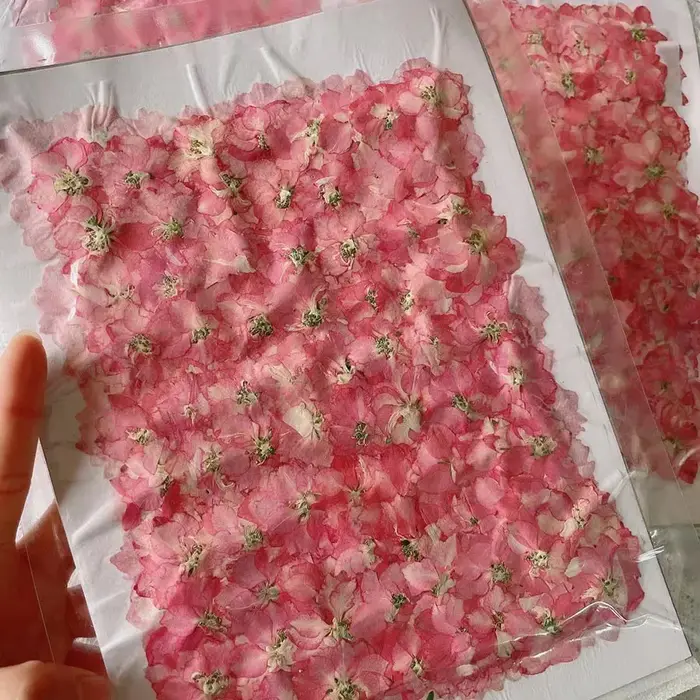 250 pièces pressé séché naturel rose Consolida Ajacis fleurs plantes herbier pour bijoux coque de téléphone signet carte postale artisanat bricolage