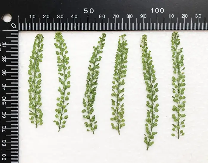 6-8cm/24pcs, Véritables feuilles de plantes naturelles pressées, fleurs séchées pour décoration de mariage et de Noël, marque-pages, lampes de table en relief