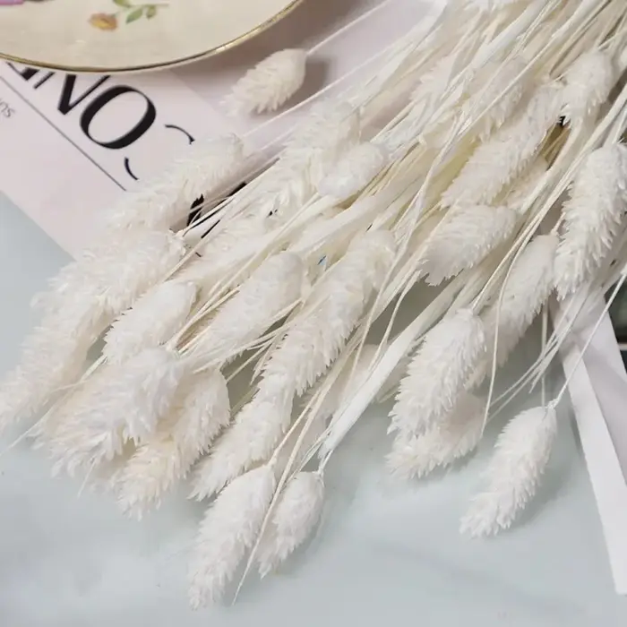 50 pièces de fleurs séchées Phalaris Pampas, bouquet de fleurs, décoration de mariage et de maison, 