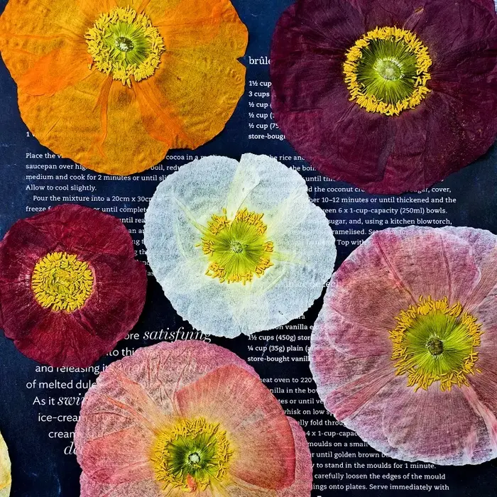 1 pièce, Fleurs de pavot de campagne naturelles séchées pressées pour DIY