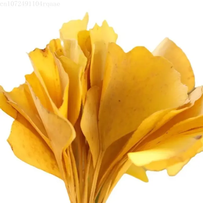 Feuilles séchées de Ginkgo Biloba naturelles