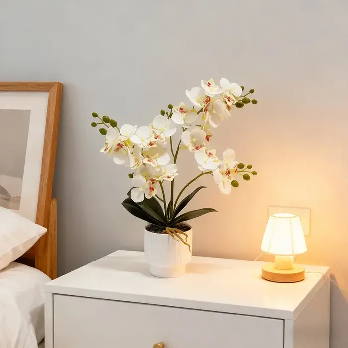 21 plantes en pot d'orchidées papillon