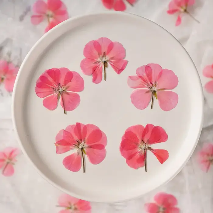 12 pièces, fleurs de géranium séchées et pressées