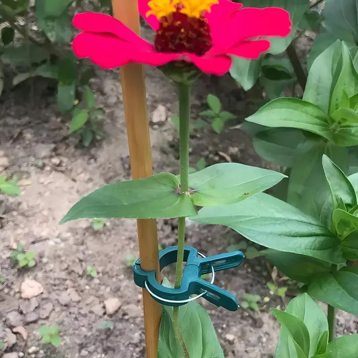 Clips pour plantes grimpantes