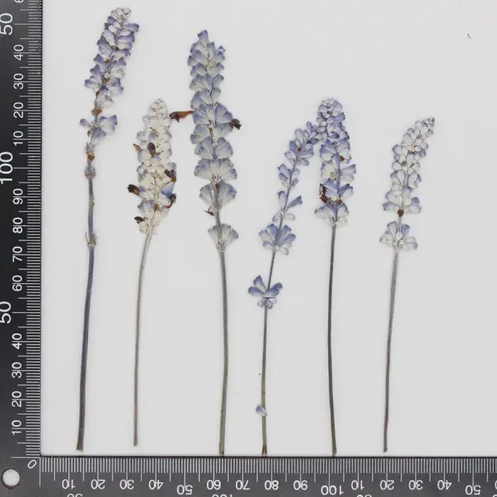 Group plante naturelle PMurcia fleurs de µséchées