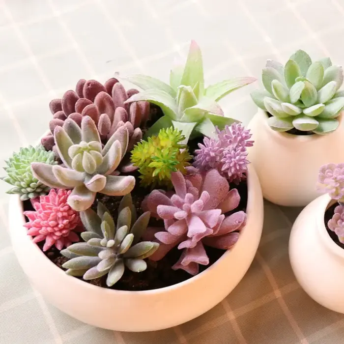 Diverses plantes succulentes artificielles tropicales