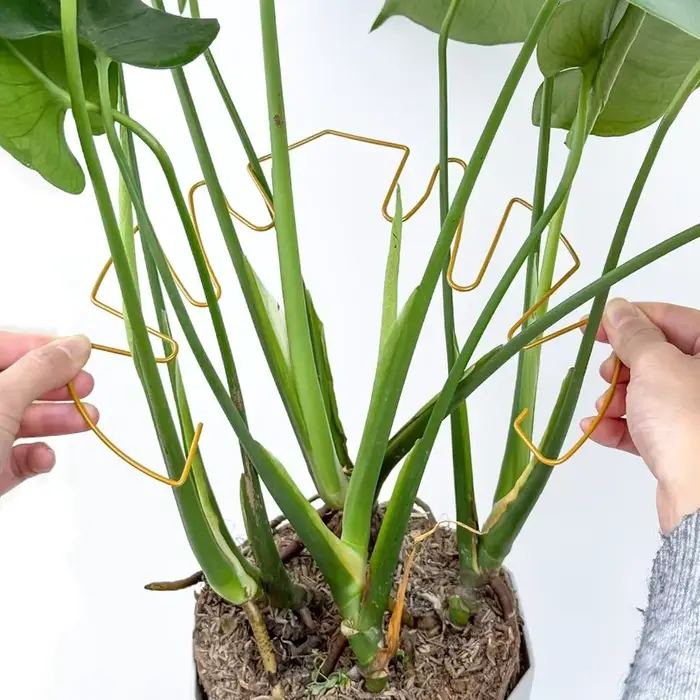 Monstera Support pour plantes